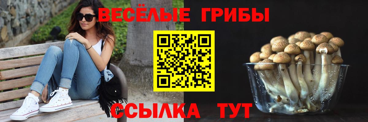 Псилоцибиновые грибы Psilocybe Морозовск
